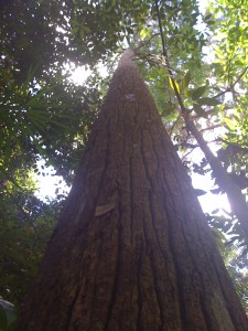 Pohon Bangkirai (Benuas)